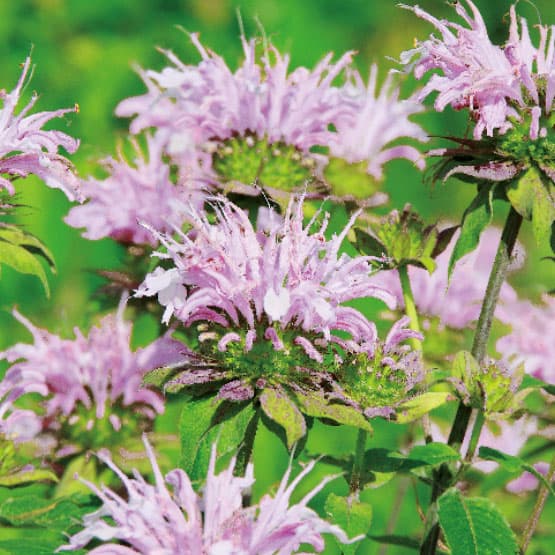 草花の苗/モナルダ（ベルガモット）：ディディマ ダブルラベンダー3.5号ポット