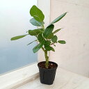 観葉植物/フィカス:ベンガレンシス オードリー 4号鉢植え