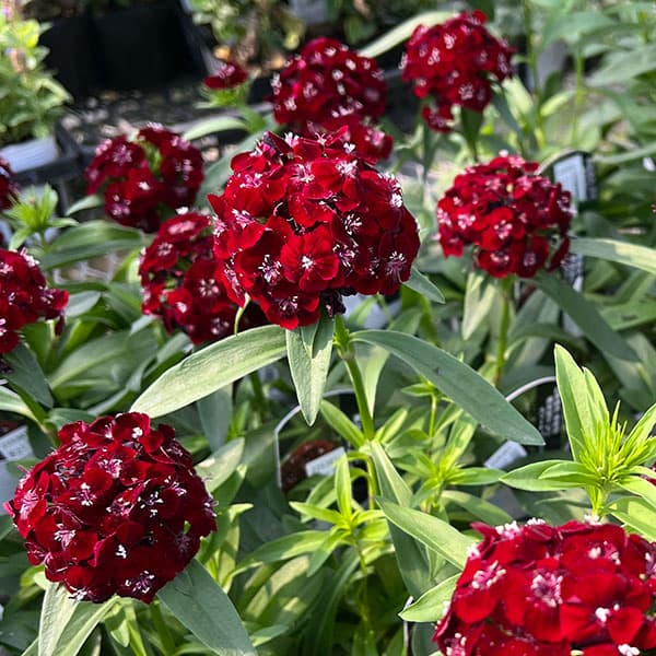 草花の苗/（わけあり特価）ダイアンサス：ブラックチェリー3号ポット