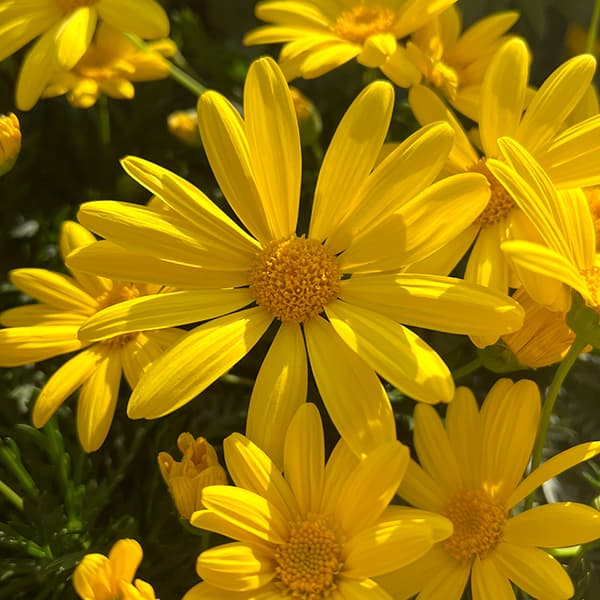 草花の苗/ユリオプスデージー：ボビー3-3.5号ポット 1