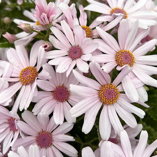 サイネリア（富貴桜）：なごり雪 ライトピンク5号鉢植え