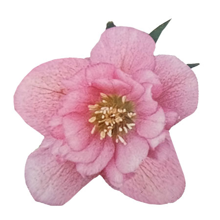 クリスマスローズ：ダブルピンク系3.5号ロングポット／FCRTのサムネイル