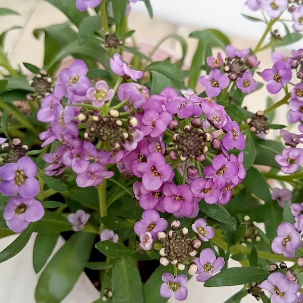 草花の苗/アリッサム：ふじいろ3....