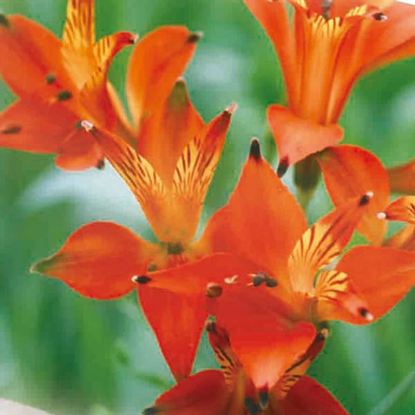 球根/アルストロメリア（耐寒性原種）：シムシーオレンジ2球セット