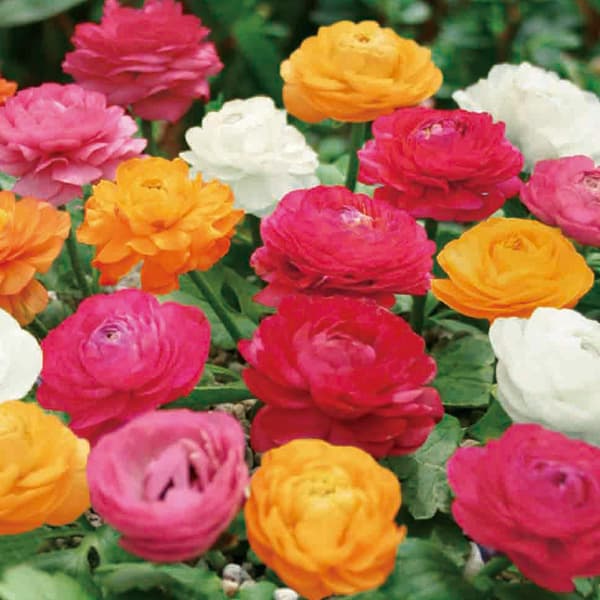 球根/ラナンキュラス：コンパクト混合4球入り 2個セット