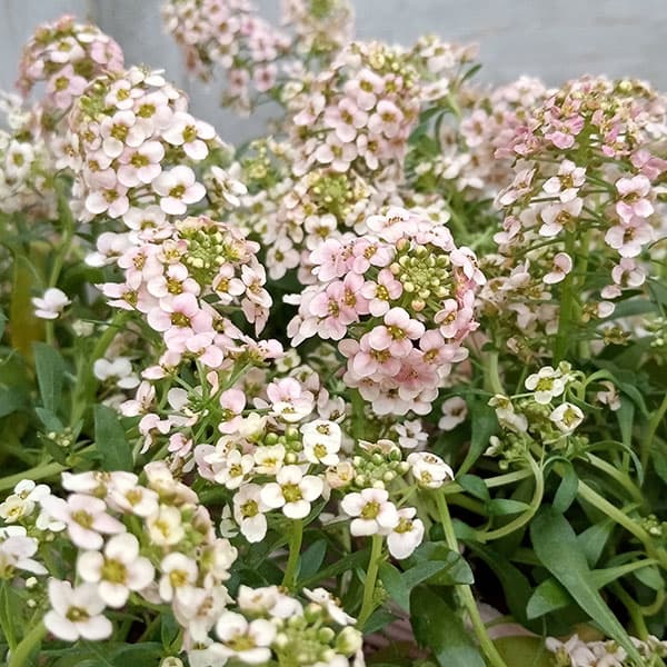 草花の苗/アリッサム：サーモン系3...