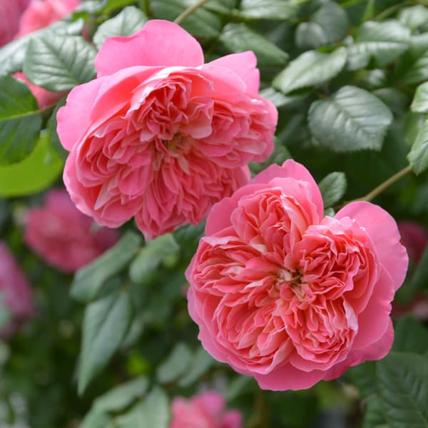 バラの苗/ロサ・オリエンティス・プログレッシオ：ライオンハート大苗6号角鉢植え(バラ苗)