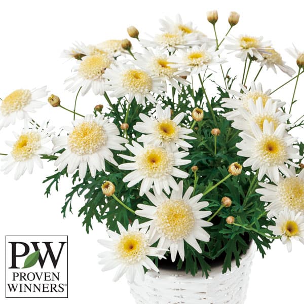 草花の苗/マーガレット：バニラボネ...