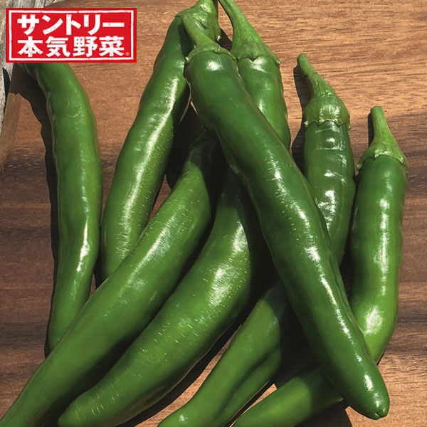 野菜の苗/サクサクししとう3号ポット 6株セット