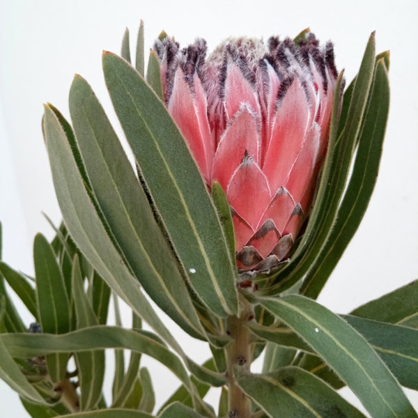 花木 庭木の苗/[ザ・ファームセレクト]プロテア：オーストラリスルビー　8号鉢24-01のサムネイル