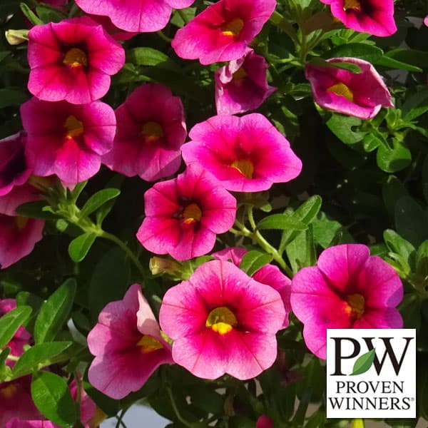 草花の苗/[棚卸セール]カリブラコア：スーパーベル　ストロベリーニ4号ポットのサムネイル