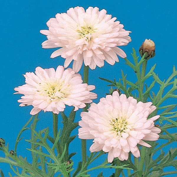 草花の苗/マーガレット・高性（八重咲きピンク・No5）3号ポット 12株セット