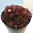 観葉植物/ジョビバルバ:ソボリフェラオレンジ 2号ポット