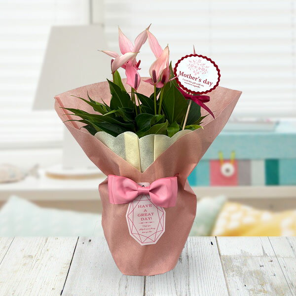 [送料無料][2026年 母の日ギフト][予約]アンスリウム：リリー イージーケアポット植え