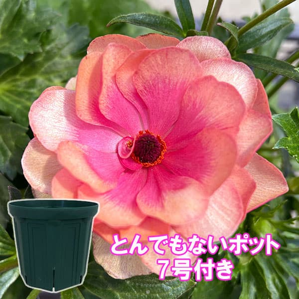 草花の苗/（わけあり特価）ラナンキュラス：ラックス　キュベレー3.5-4号ポット／とんでもないポット付きのサムネイル