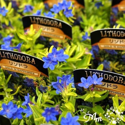 草花の苗/ミヤマホタルカズラ（リソドラ）：ゴールデンサファイヤ2.5号ポット