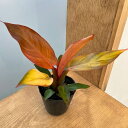 観葉植物/フィロデンドロン:サンレッド2.5号ポット