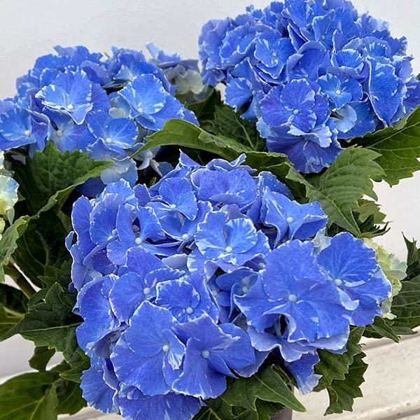 アジサイ：スターリットジュエル4号鉢植え