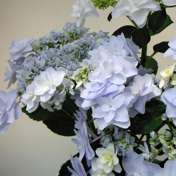 花木 庭木の苗/アジサイ：ウェディングブーケ（ブルー）3.5号ポット