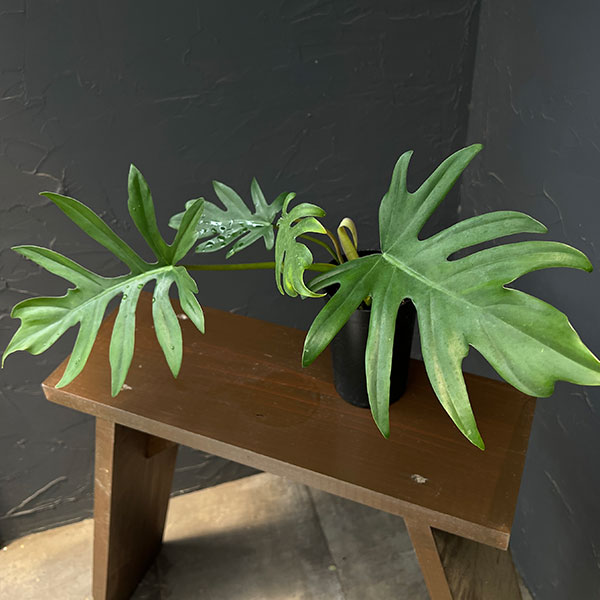 観葉植物/フィロデンドロン：マヨイ 3号