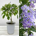 デュランタ:ときめき(ロマンス)4号鉢植えスタンド仕立て