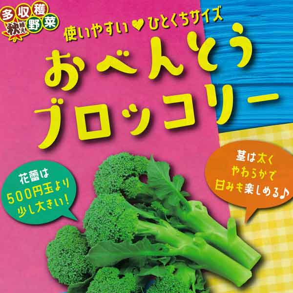 野菜の苗/おべんとうブロッコリー苗3号ポット 2株セットy