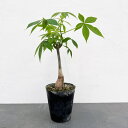 観葉植物/トックリキワタ 4号ポット