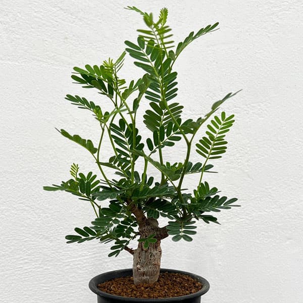 観葉植物/[ザ・ファームセレクト]センナ：メリディオナリス（実生株）　2.5号24-11のサムネイル