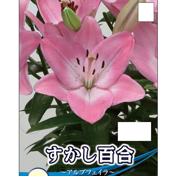 球根/ユリ（すかし百合）：アルブフェイラ2球入り