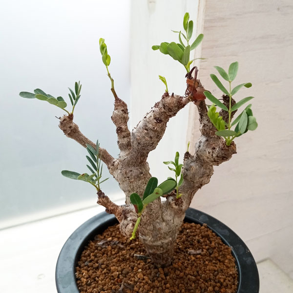 観葉植物/センナ：メリディオナリス　3号23-02のサムネイル