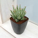 アロエ 観葉植物/アロエ：エリナケア 2.5号鉢植え