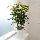 観葉植物/クロトン:ウェーブ 6号鉢植え