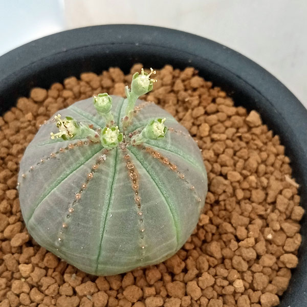 観葉植物/ユーフォルビア：オベサ 　3号のサムネイル
