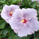 ハイビスカス:ソフトスポット 5号鉢植え