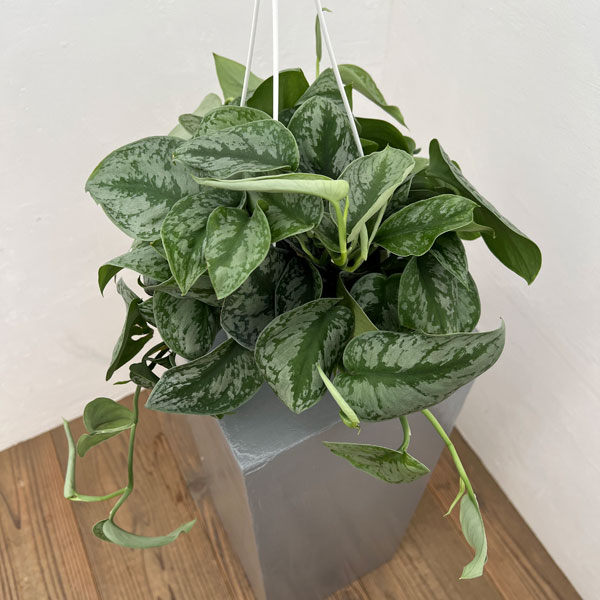楽天市場】スキンダプサス（観葉植物｜花・観葉植物）：花・ガーデン