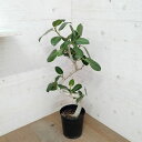 観葉植物/フィカス:ベンガレンシス(曲げ仕立て) 7号鉢植え*