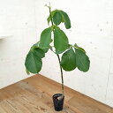 観葉植物/プセウドボンバックス:エリプチクム(実生株) 5号鉢植え23-11