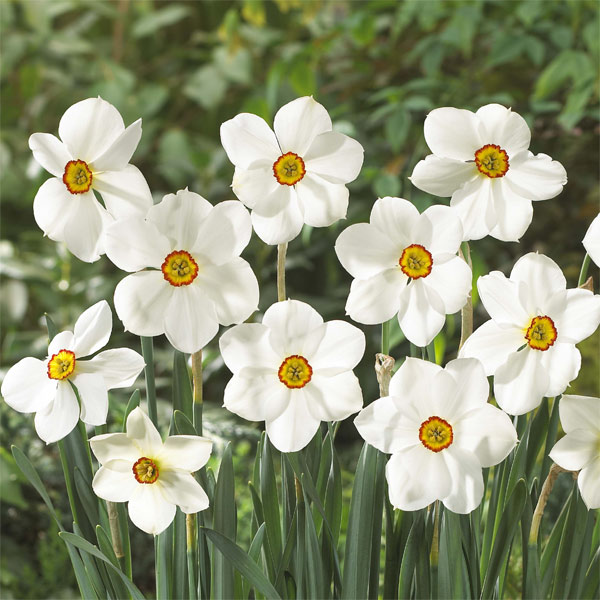 球根/水仙：アクテア　2球セット