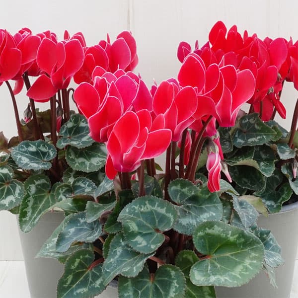 草花の苗/シクラメン：バレンシア3号ポットのサムネイル