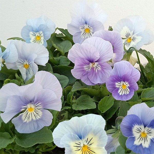 草花の苗/パンジー：プティシャトン アクアリップル3〜3.5号ポットのサムネイル