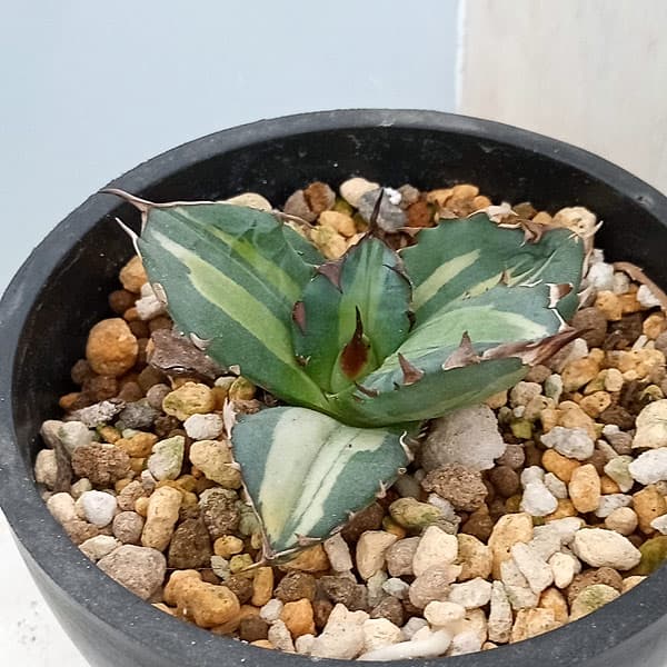 楽天市場】アガベ チタノタ(観葉植物|花・観葉植物):花 楽天市場】アガベ チタノタ(観葉植物|花・観葉植物):花