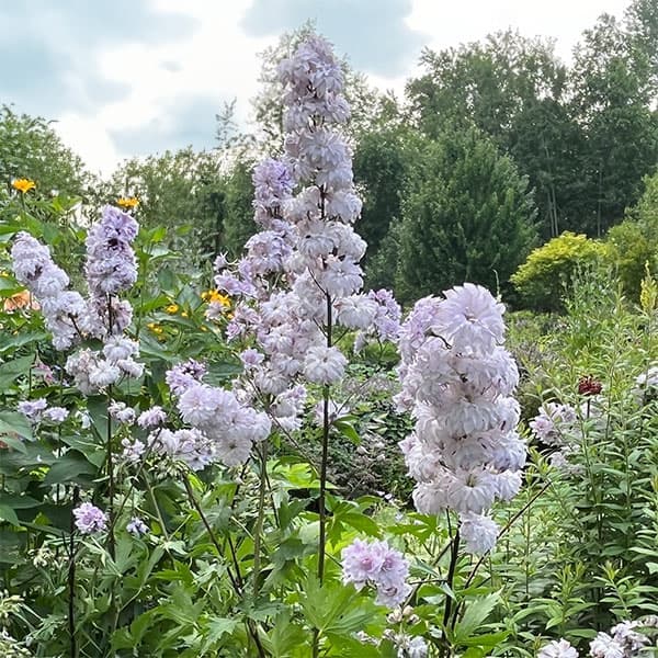 草花の苗/デルフィニウム：チャチャ4号ポット...