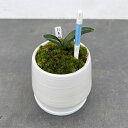 観葉植物/オモト(万年青):お多福・鉢植え/もえ白S・サスティー付