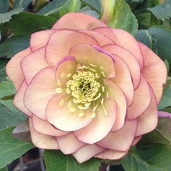 クリスマスローズ：夕凪（ゆうなぎ）3.5号ポットのサムネイル