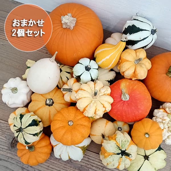 楽天市場】おもちゃカボチャの通販