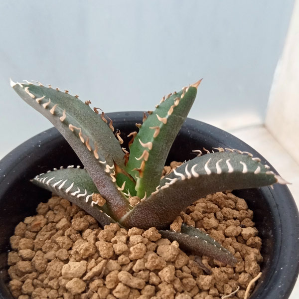 楽天市場】レッドキャット アガベの通販