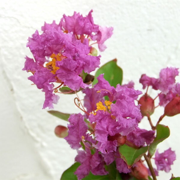 花木庭木の苗/サルスベリ：ペチート...