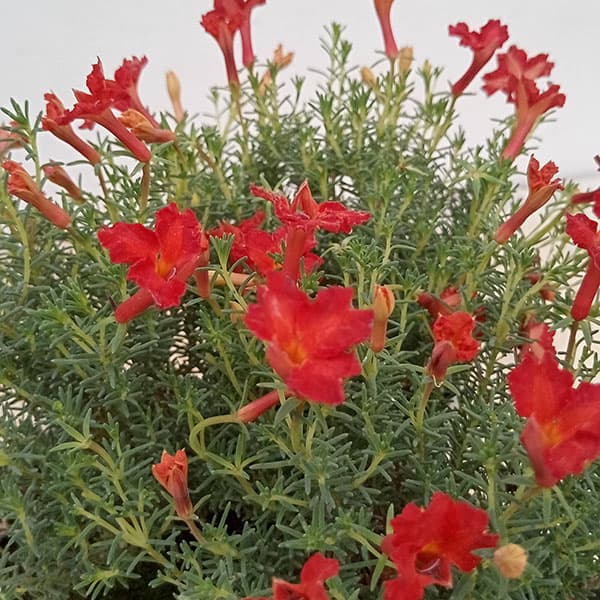 草花の苗/初恋草：ユーコレッドインパルス3号ポット