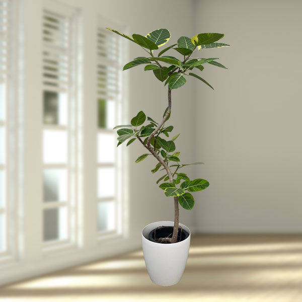 Rakuten - 観葉植物/[送料無料]フィカス：アルテシマ 8号ラスターポット鉢付