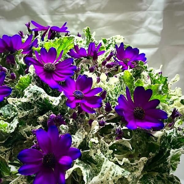 サイネリア（富貴桜）：なごり雪 パープル5号鉢植え